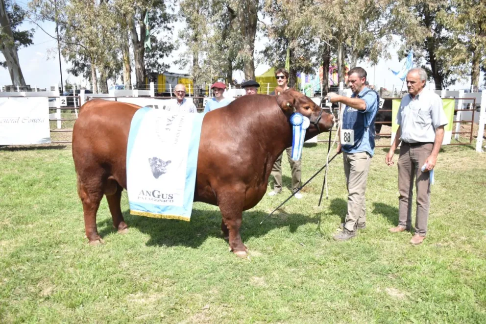 Gran Campeón de la mano de la cabaña Don Juan. 