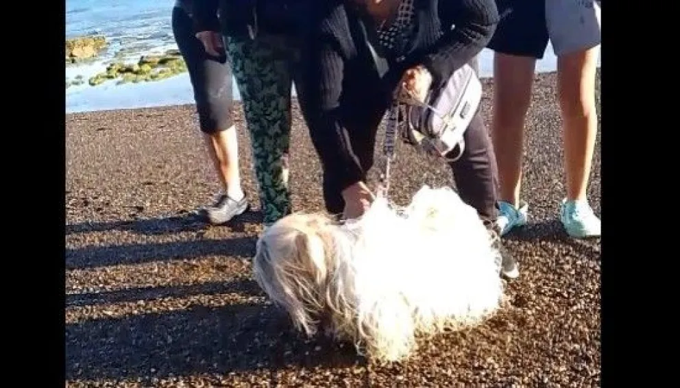 La mascota no es la culpable. Foto gentileza.