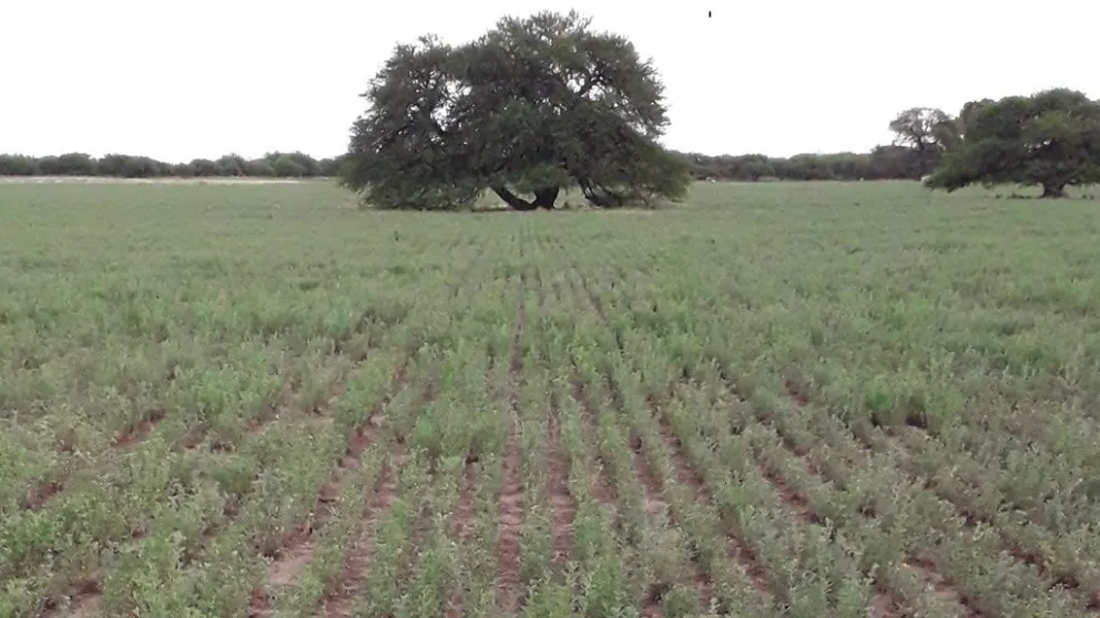 Se presentarán ensayos sobre distintos cultivares de forrajes y leguminosas.