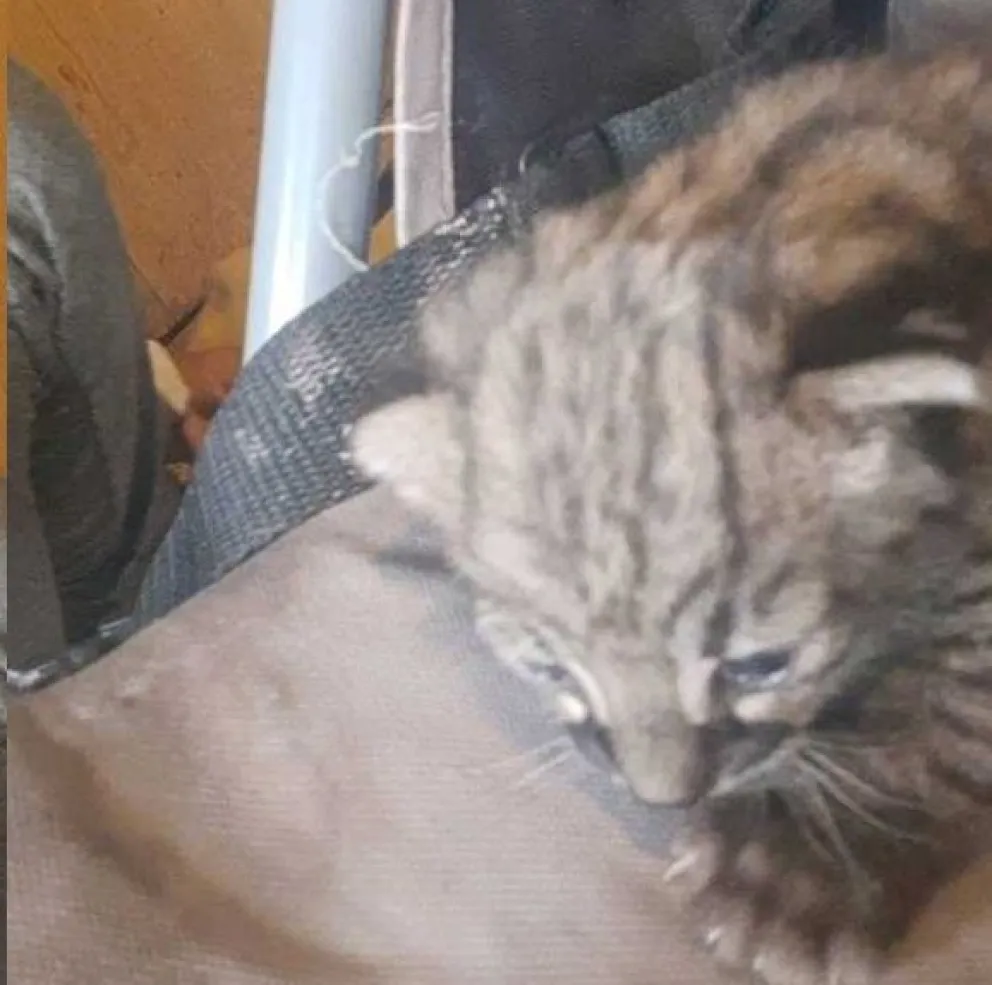 Gato montés en adopción en Viedma. 