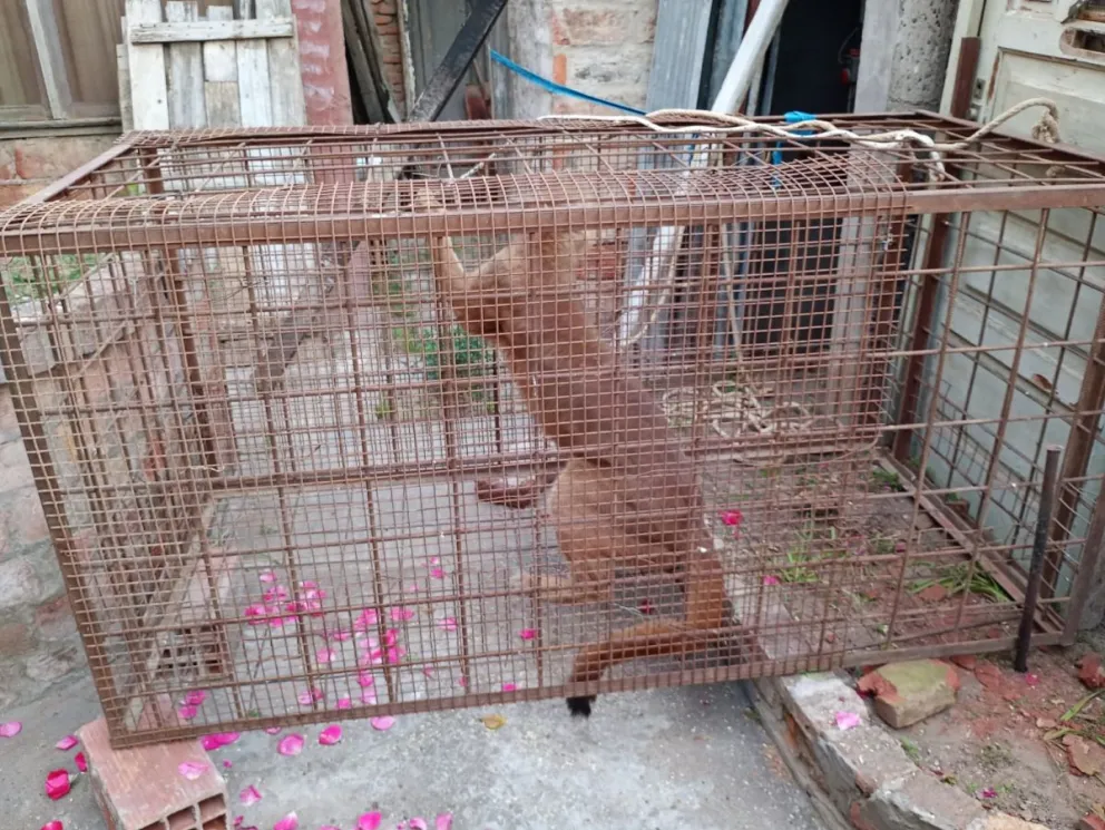 Al animal fue atrapado y trasladado en una jaula. 