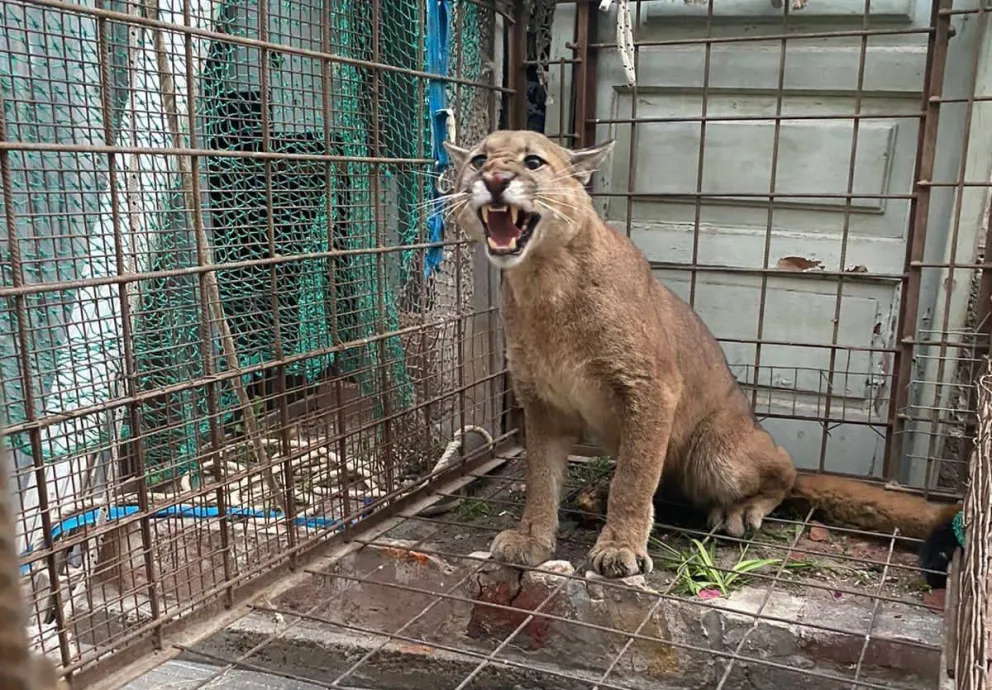Puma enfurecido adentro de la jaula. Foto Radio Patagonia. 