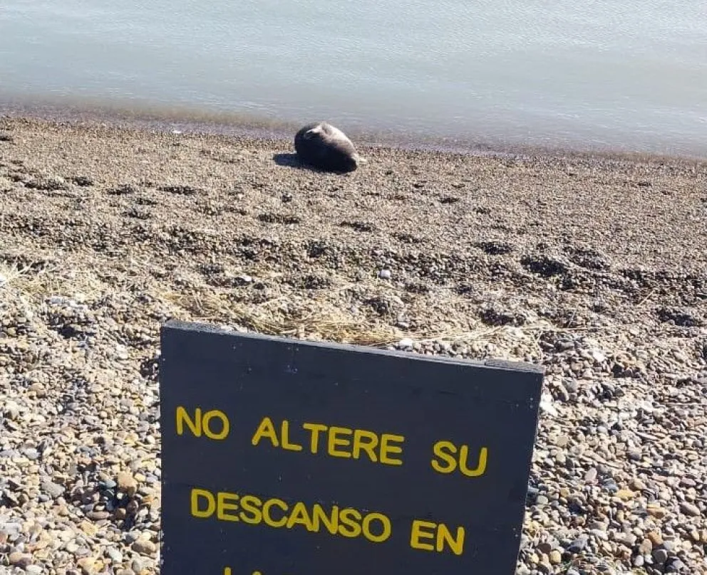 La pequeña cría descansa en las playas de la isla y ya destetada. 
