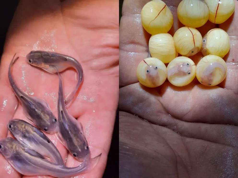  Esta especie suele ser erróneamente calificado como una plaga.