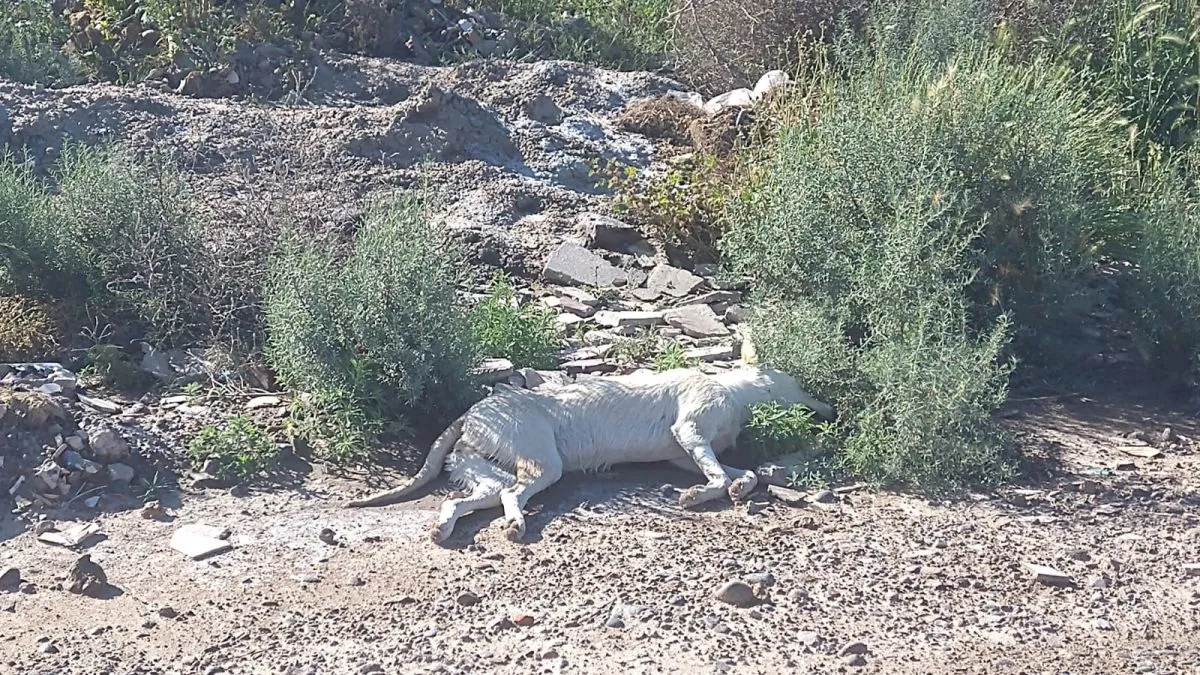 Perro muerto arrojado en la v&iacute;a p&uacute;blica.