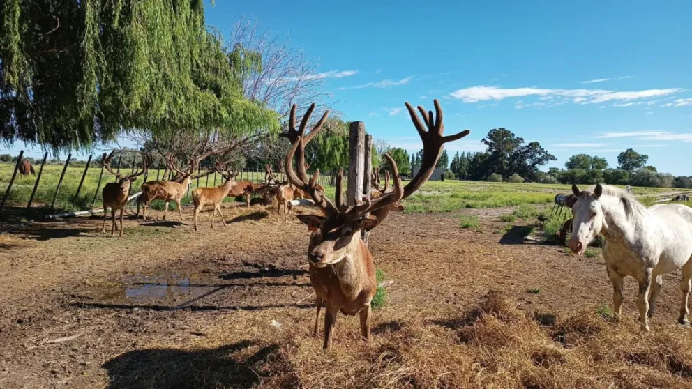 El paraíso de los ciervos colorados. 