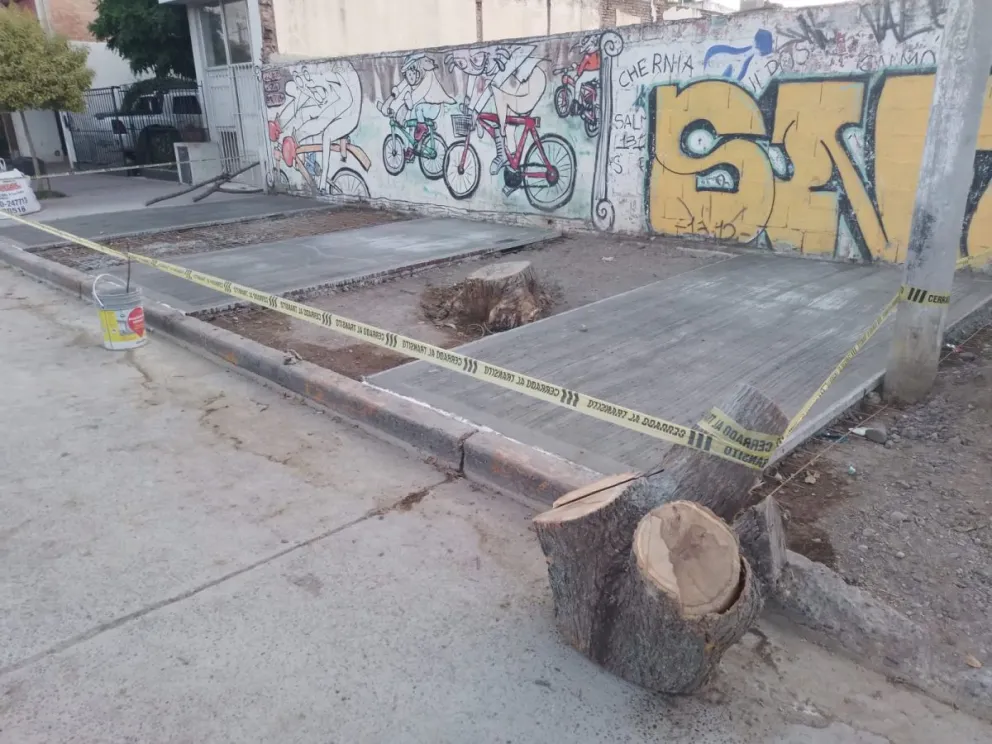 El Municipio explicó los pasos que deben darse antes de extraer un árbol. 