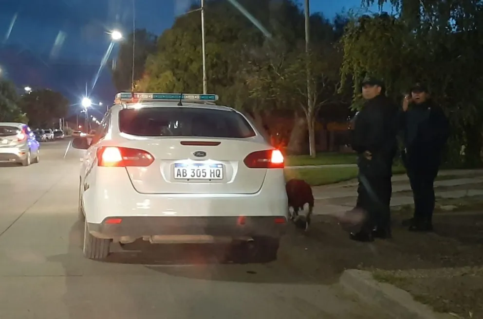 Una patrulla apostada en el sitio tras el robo en una farmacia. 