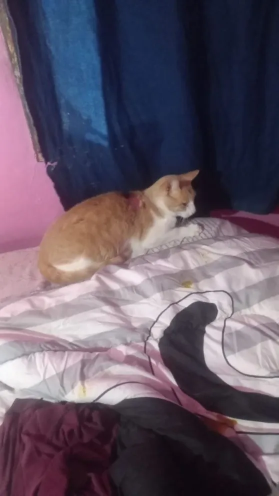 El gato de menos de un año tiene quemaduras de primer y segundo grado 