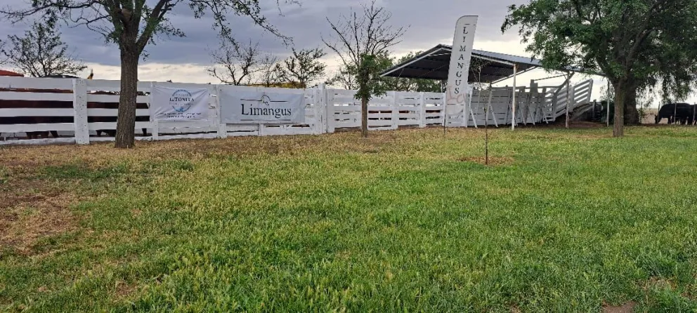 Limangus, una raza que viene pisando fuerte en la región 