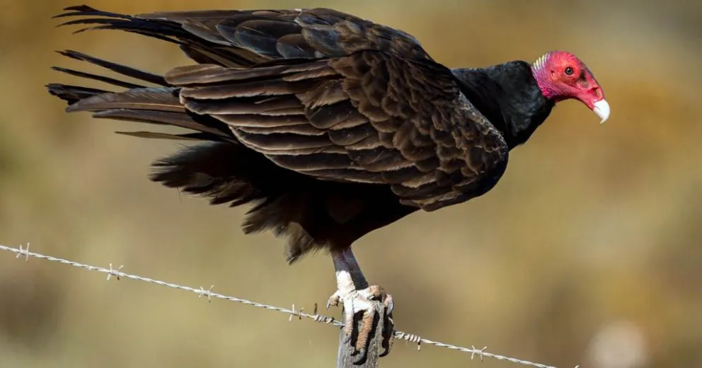 Fotos: Gentileza Daniel Idiarte.