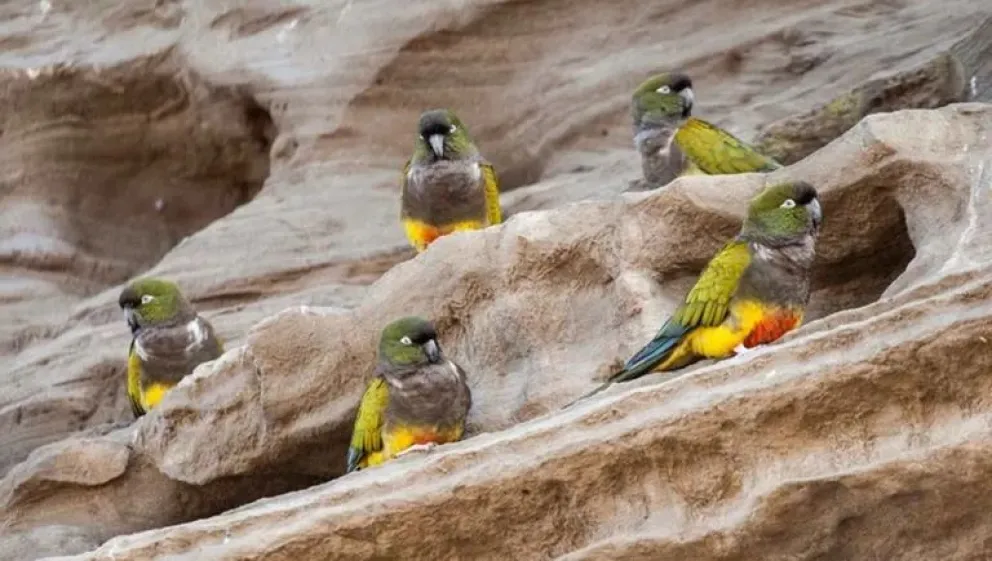 El Cóndor se destaca por su gran colonia de loros (Foto: archivo)