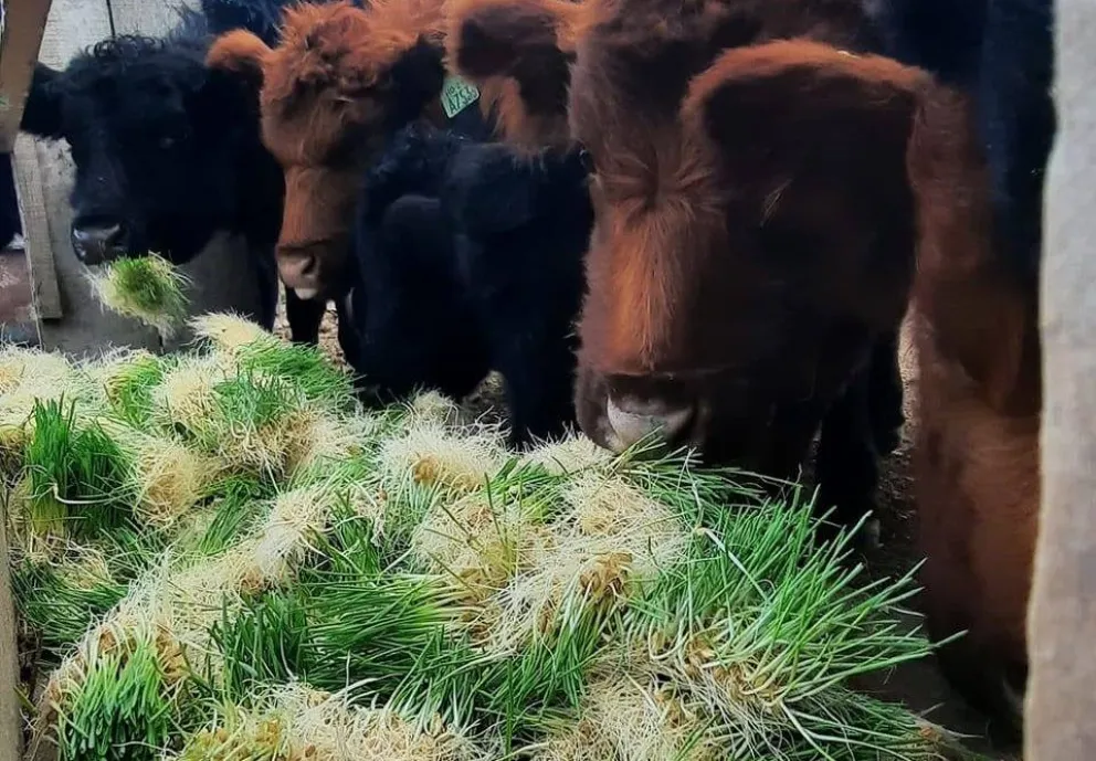  La empresa Forrajetecnol es de la ciudad de Viedma.