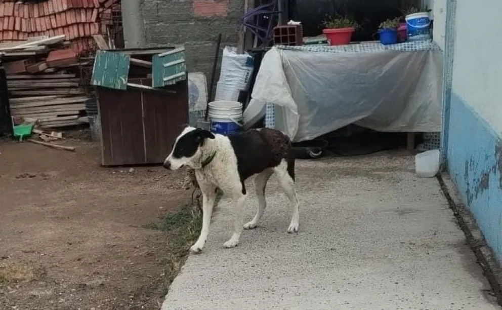 El perro fue trasladado de inmediato a una clínica veterinaria.