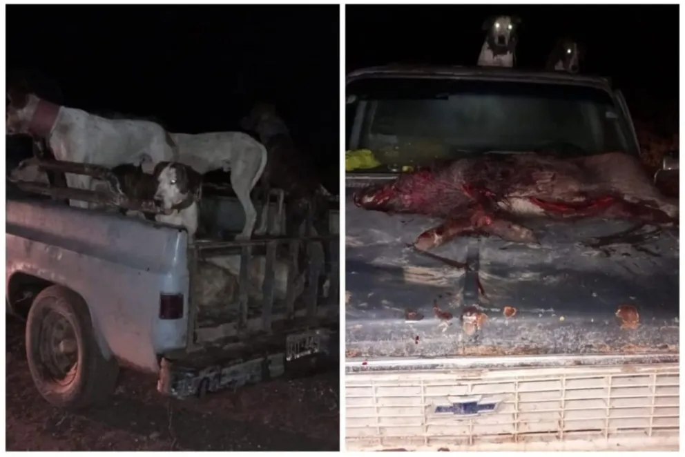 La caza con jauría se encuentra prohibida. 