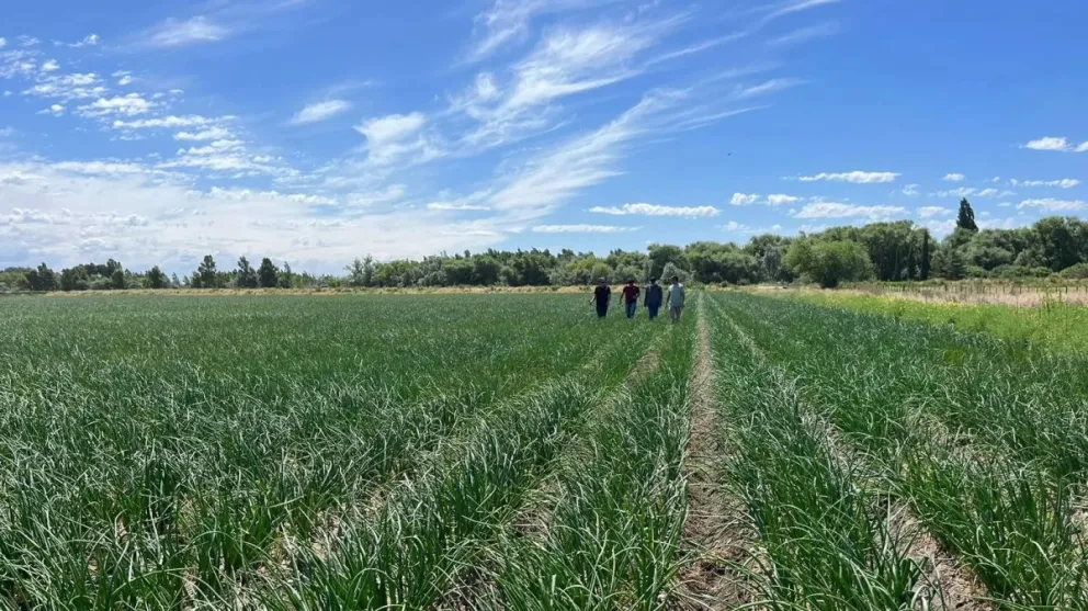 El riego por goteo transforma la producción hortícola en Río Negro
