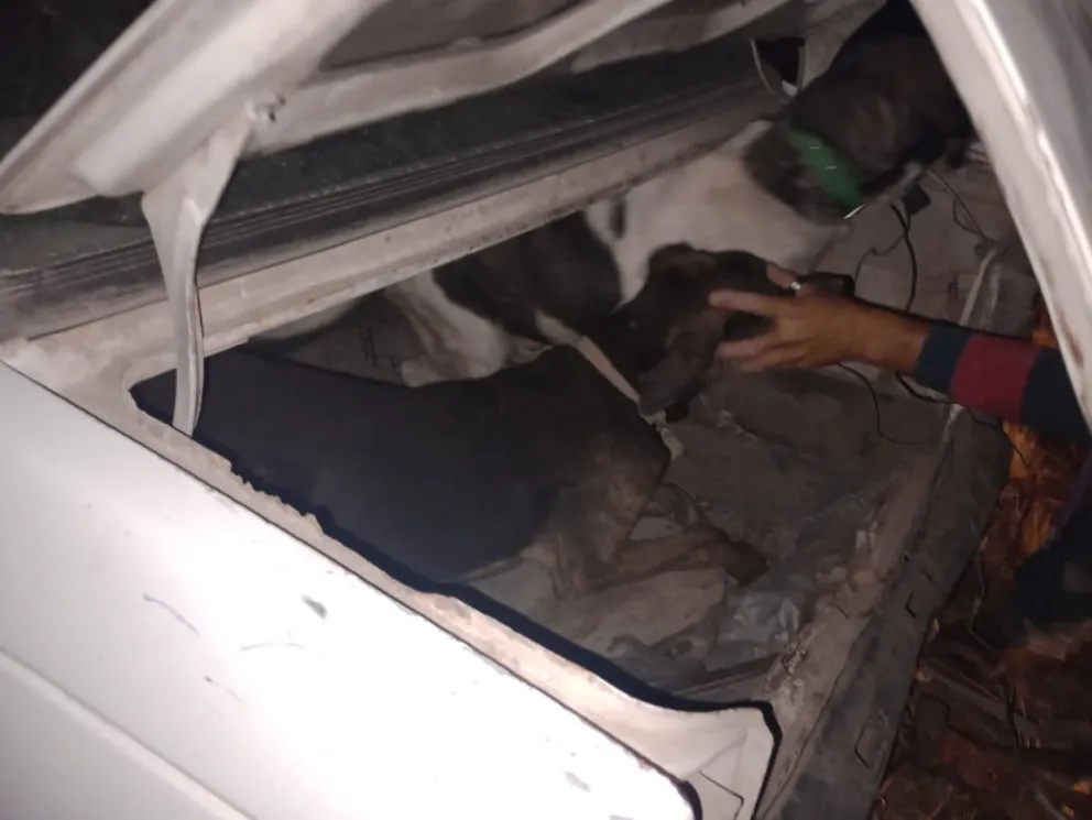 Los efectivos encontraron un perro escondido en el baúl de un Duna.