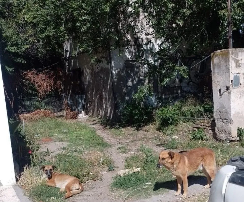 Las viviendas están ubicadas sobre calle Pueyrredon. Foto gentileza.
