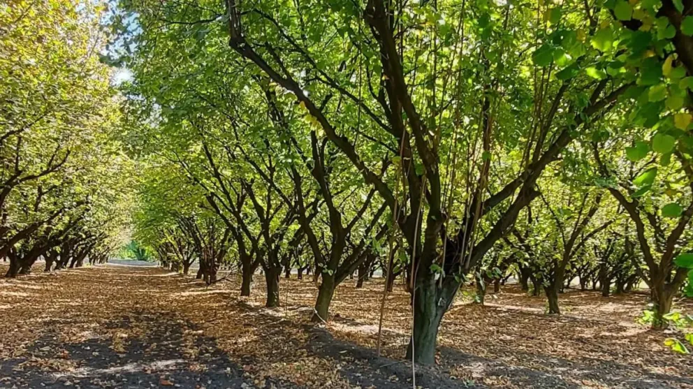 La posibilidad de acceder a la escala de rentabilidad de un proyecto de gran envergadura