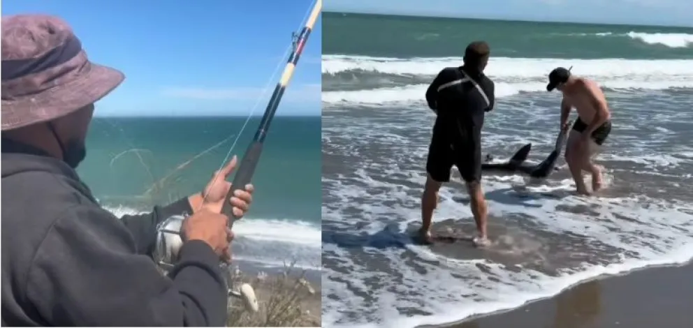 Pesca de un tiburón bacota en Bahía Rosas. 