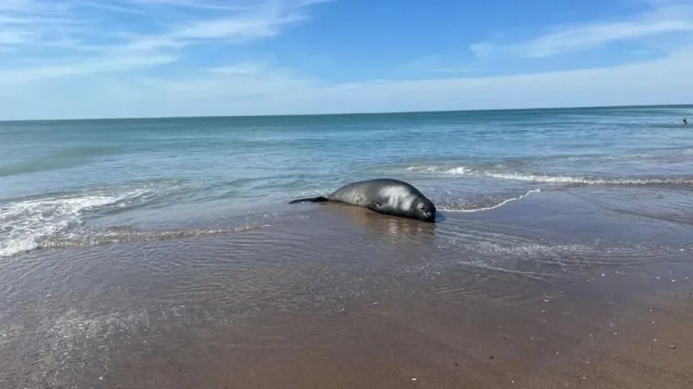 Fue rodeado para evitar inconvenientes. Foto gentileza.