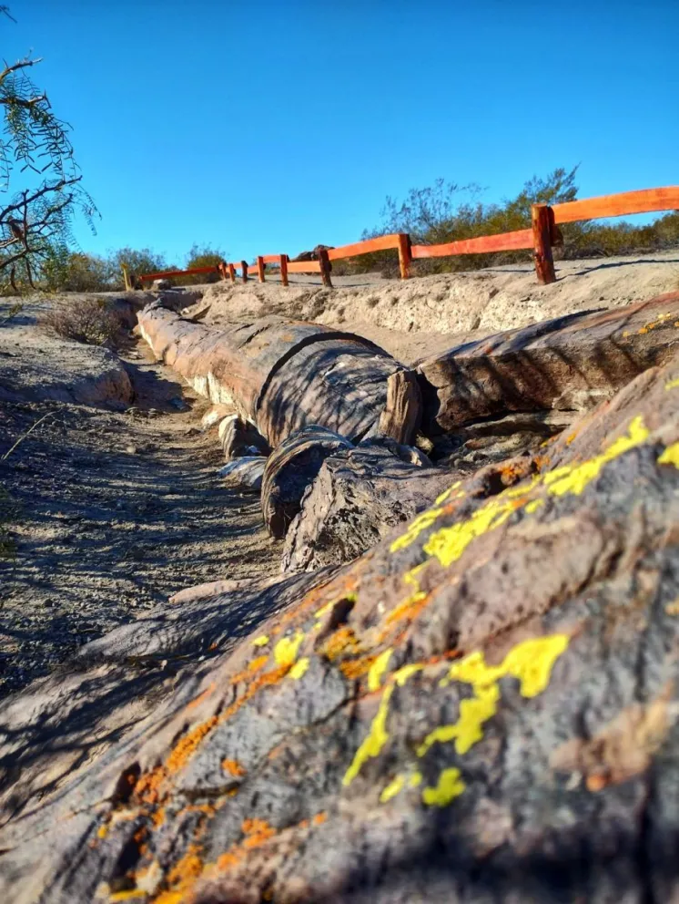 Hay horarios específicos para visitar el bosque petrificado.