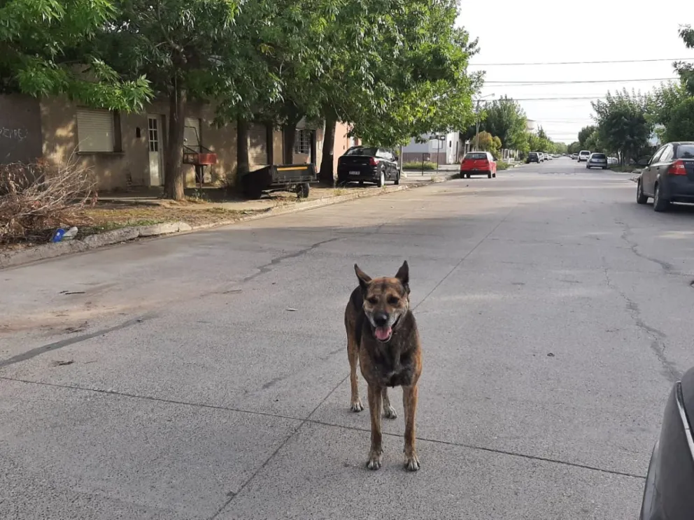 Uno de los perros que atacó al caniche. 