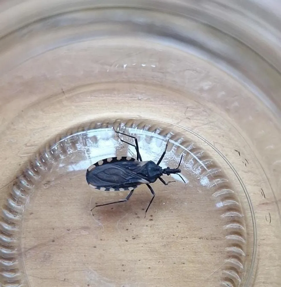 La vinchuca encontrada a la altura del km 14 de la Ruta Provincial N° 1.