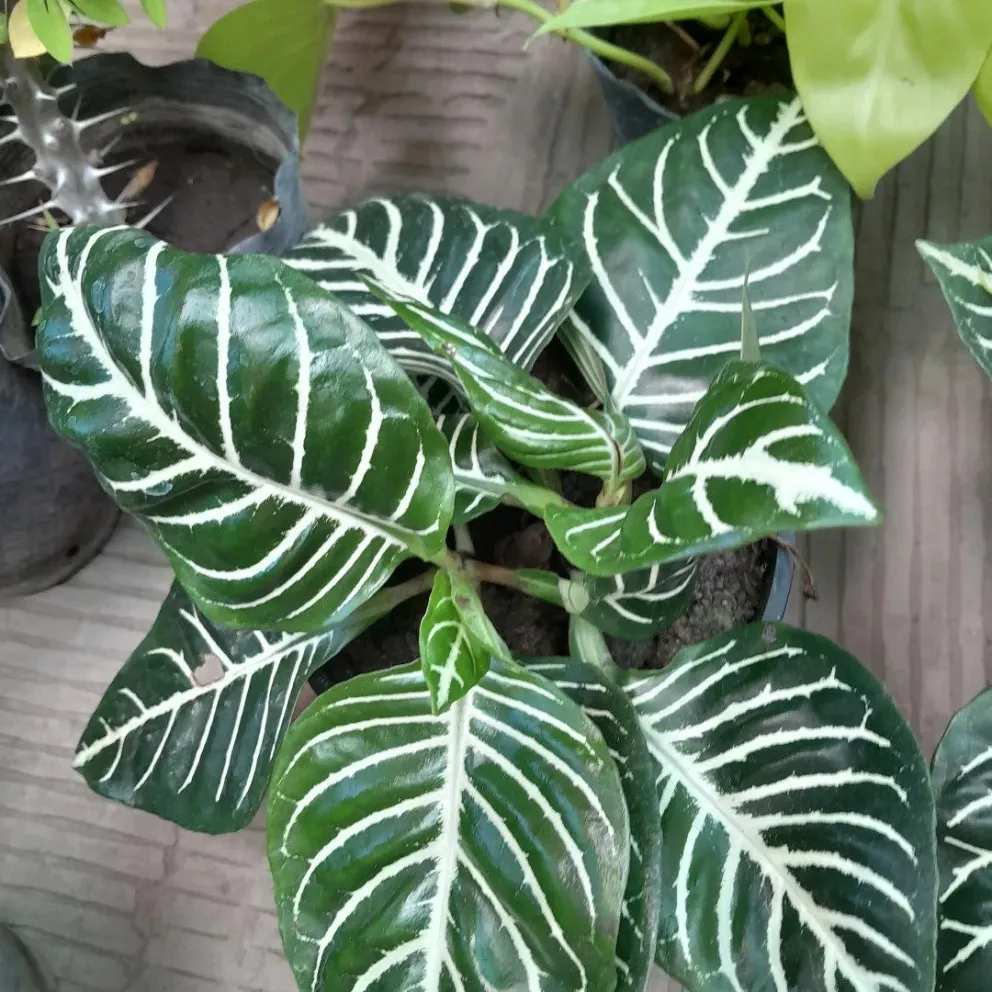 Se hace pasar por un vivero de Viedma y recibe transferencias por plantas que nunca son otorgadas. 
