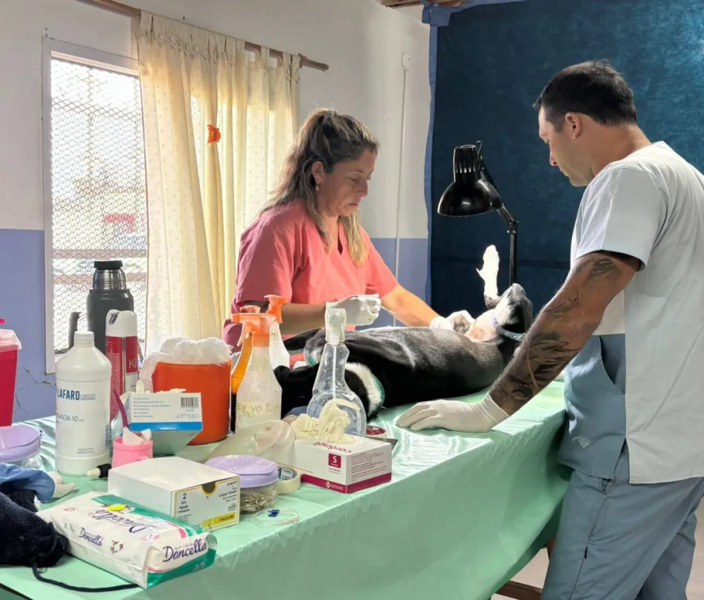 La iniciativa municipal logró esterilizar y vacunar a cientos de mascotas.