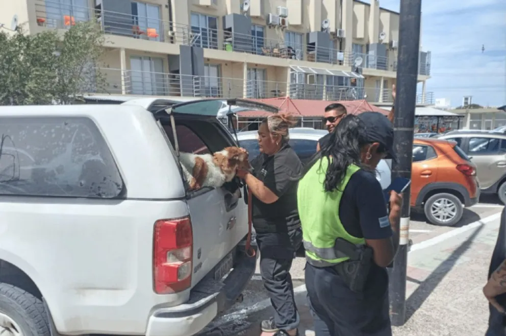 Perros encerrados en una camioneta en Las Grutas. Foto Informativo Hoy. 