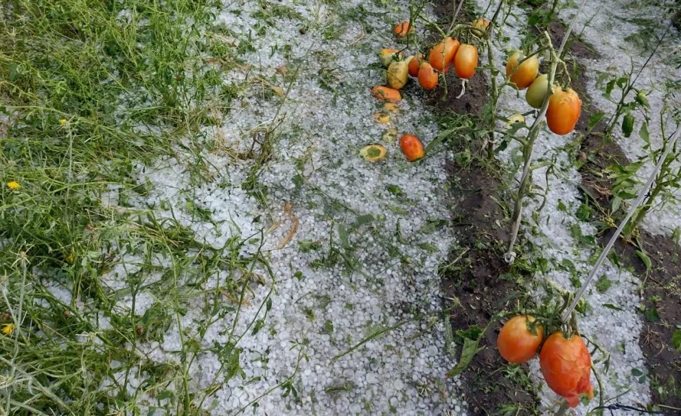 Las pérdidas son importantes. 