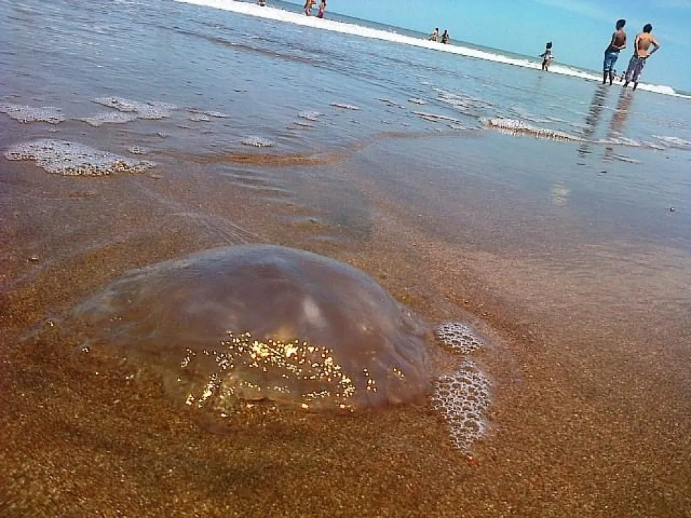 No son habituales, pero no es la primera vez que aparecen las aguas vivas. 