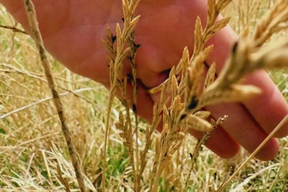 El cornezuelo es un enemigo persistente