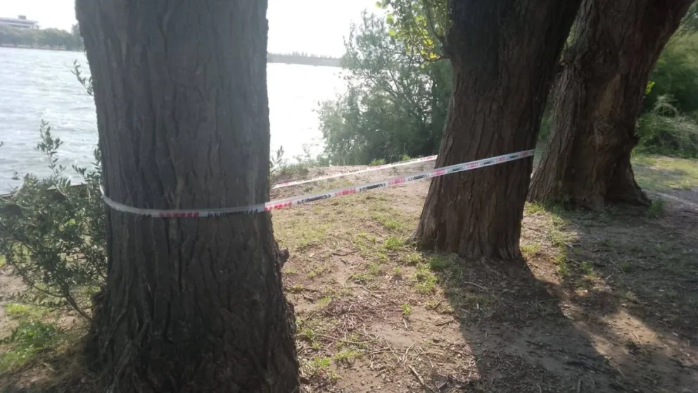 Enjambre de abejas en la costanera de Patagones.