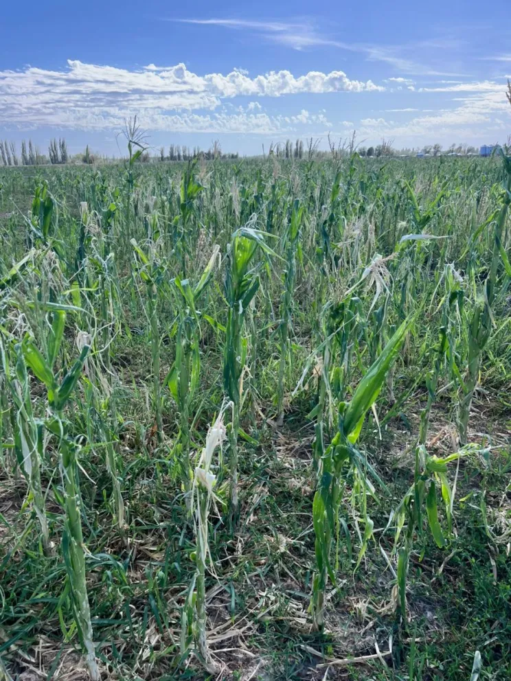 Esta inclemencia meteorológica afecto cultivos de cebolla, maíz, zapallo kabutia y anco, entre otras producciones. 