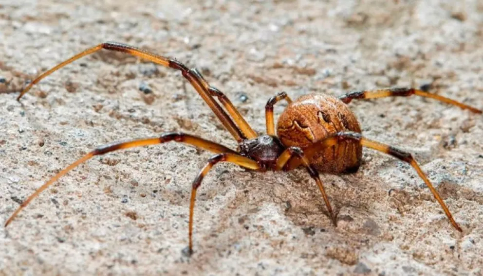 La prevención es clave para evitar encuentros peligrosos.