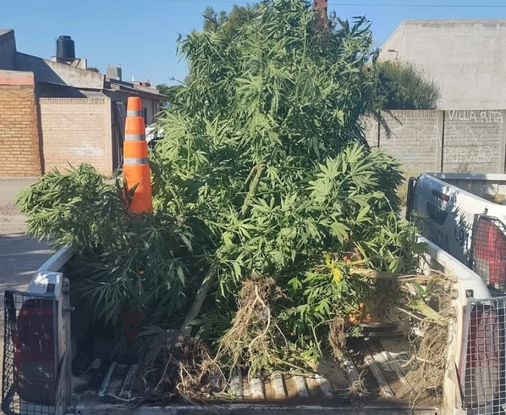 Las plantas, de gran porte, fueron secuestradas por personal policial. 