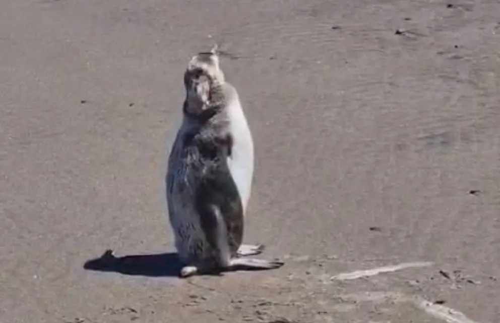 El ejemplar fue observado en la Playa de Arena.