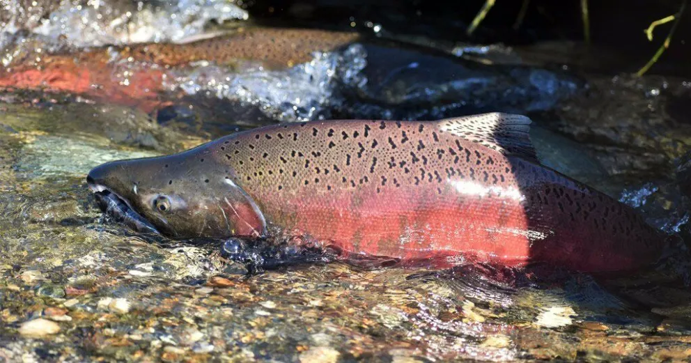 Un salmón Chinook, una especie nueva en las aguas del río Negro.