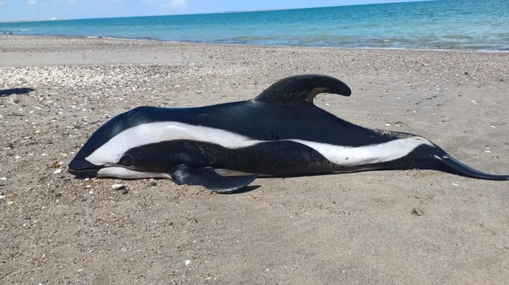 Los estudios podrán proporcionar información sobre las causas de su muerte