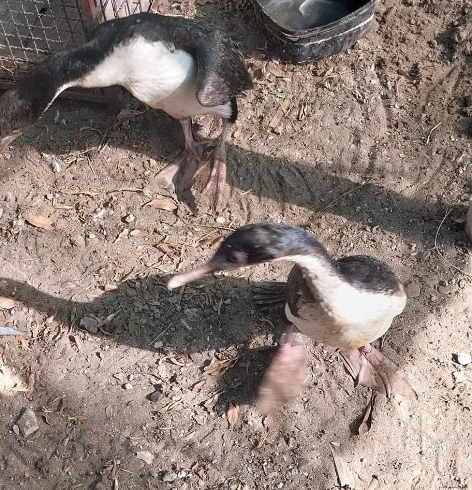 El cormorán imperial quedó  en resguardo hasta su rehabilitación. 