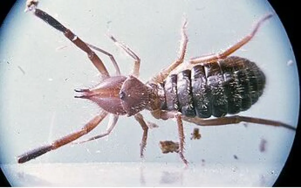 Tiene una apariencia intimidante, pero no es venenoso y no es riesgoso para las personas.