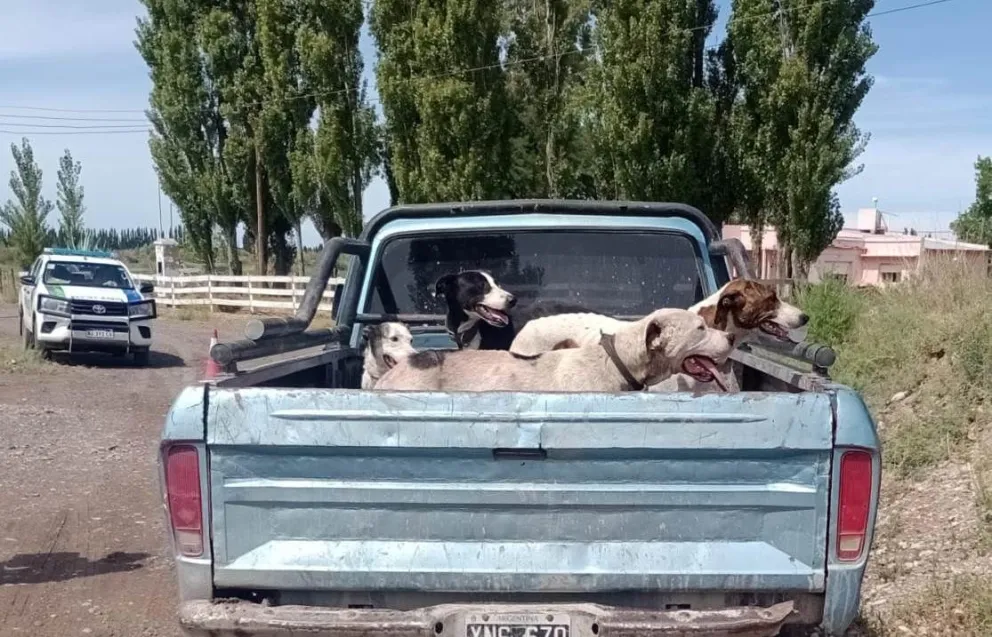 La camioneta con los perros de caza cuando no está habilitado 