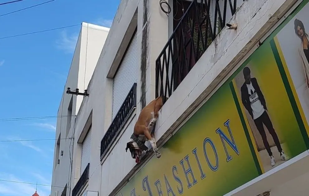 Tras el salvamento el perro fue hidratado (Fotos: Taxistas en Movimiento).