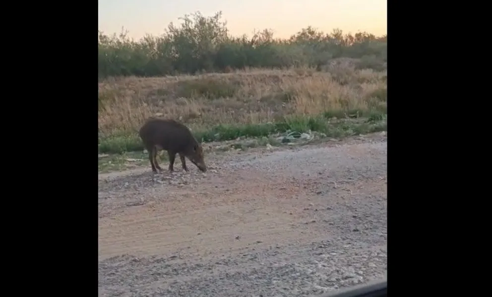 El ejemplar fue filmado desde un vehículo que pasaba por el lugar. 