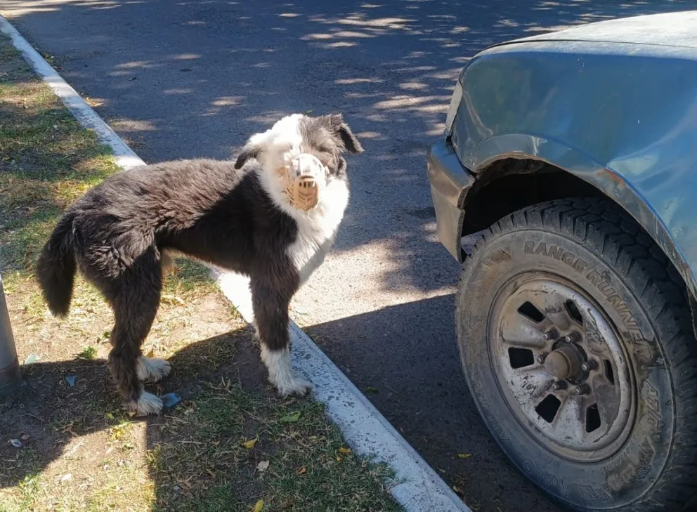Perros callejeros en Viedma. Fotos Vanesa Schwemmler NoticiasNet. 