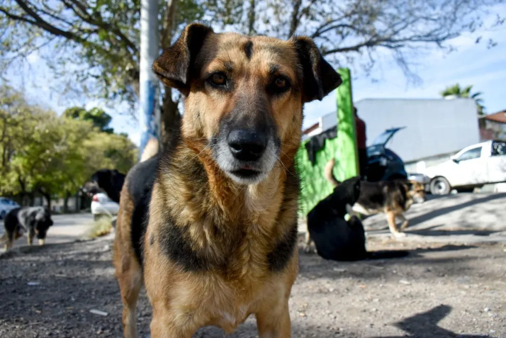 Perros en las calles de Viedma.