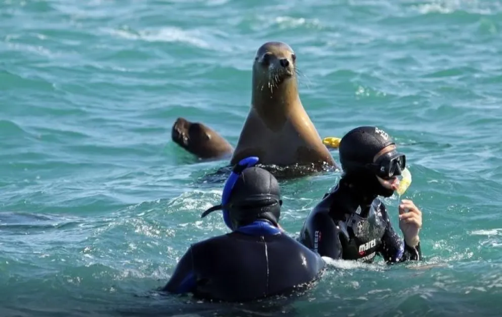 Nadar con lobos marinos, naturalmente, una experiencia que atrae en San Antonio Este. 