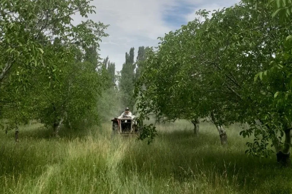 Las próximas semanas serán de mucho trabajo, pero en la chacra. 